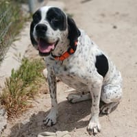 Jenni wartet auf ihr Glück, Hündin zur Adoption
