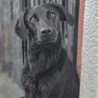 Darkia, Hündin zur Adoption