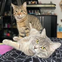 Bella & Herkules  junges Katzenpaar suc, Kater zur Adoption