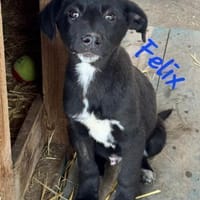 PONTUS, FELIX, & CHICA, Hund zur Adoption