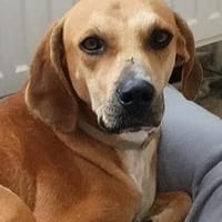Jimmy sucht ein neues Für-immer-Zuhause, Hund zur Adoption