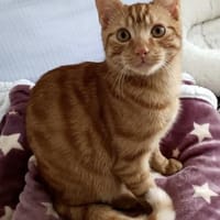 Willi sucht mit Garten oder Freigang, Kater zur Adoption