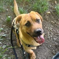 Samu F - Der Ruhepol, Hund zur Adoption
