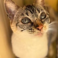 anhängliche, verschmuste Dulce, Katze zur Adoption