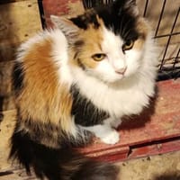 liebe Dora, Katze zur Adoption