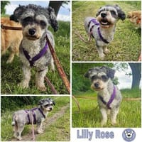 LILLY ROSE -verschmust & angenehm ruhig-, Hündin zur Adoption