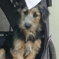 Szabi auf Pflegestelle in 91058 Erlangen, Hund zur Adoption