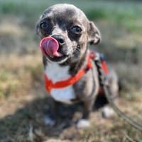 Keki° in 67281 Kirchheim, Hündin zur Adoption