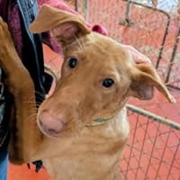 Zeus2 sucht ein Zuhause, Hund zur Adoption