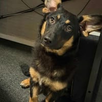 Süsser kleiner Welpe Solyom, Hund zur Adoption