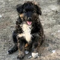 Kleine Lena sucht ihre Familie, Hündin zur Adoption