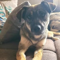 Rika, Hündin zur Adoption
