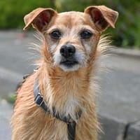 Pflegesenior Jonas wartet in Meerbusch!, Hund zur Adoption