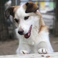 Dorian ist ein vorsichtiger Schatz!, Hund zur Adoption