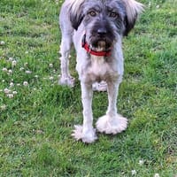 🐾❤ Wunderschöne Gina (E), Hündin zur Adoption