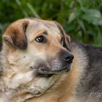 Merle - eine sanfte Seele, Hündin zur Adoption