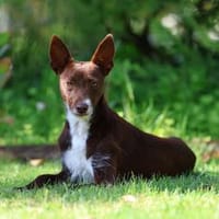 Knuffiger Chocapic1 sucht ein Zuhause, Hund zur Adoption