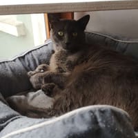 Réservé styx, chat à adopter