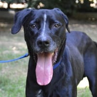 ECLIPSE CHAO, chien à adopter