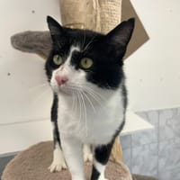 PINGUY, chat à adopter