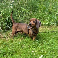 SLANDER, chien à adopter