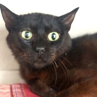 POUET, chatte à adopter