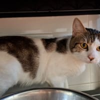 PLUME, chat à adopter