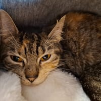 CHARLIE, chatte à adopter