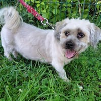 GRIBOUILLE, chien à adopter