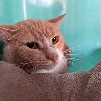 Jocker, chat à adopter