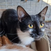 MOKA, chatte à adopter
