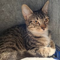 SACHA, chat à adopter