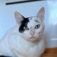 ARLETTE FIV+, chatte à adopter