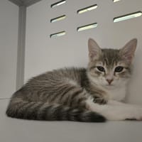 Plume, chatte à adopter