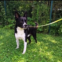 Buddy, chien à adopter