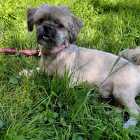 BOOGIE, chienne à adopter
