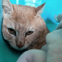 hopper, chat à adopter