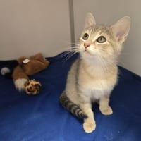 Isis, chatte à adopter