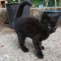 Slow, chat à adopter