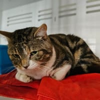 Mathurin, chat à adopter