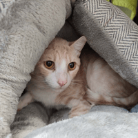 GOUDA QCT, chat à adopter