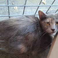 VANILLE, chatte à adopter