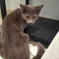 PRALINE, chatte à adopter
