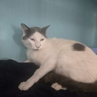 Genepi, chat à adopter
