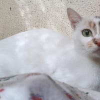 Bella, chatte à adopter