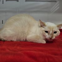 Aglaé, chatte à adopter