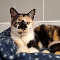 CASSIS, chatte à adopter