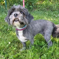GIPSON, chien à adopter