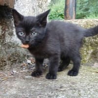 Swing, chat à adopter