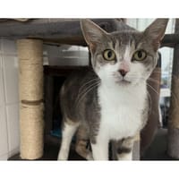 NASTIA, chatte à adopter